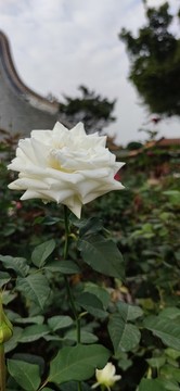 玫瑰園