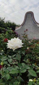 玫瑰園