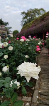 玫瑰園