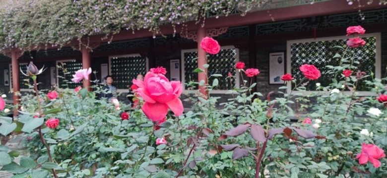 玫瑰園