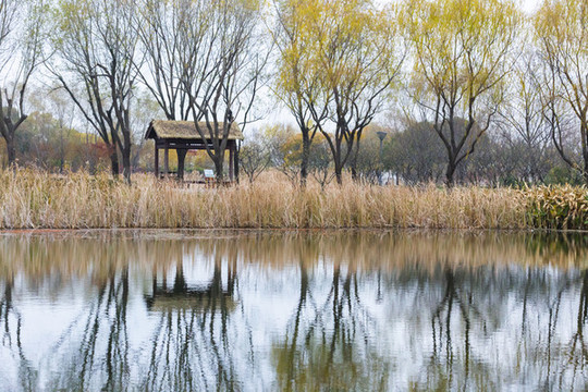虎丘濕地公園冬景