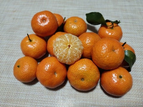 砂糖橘
