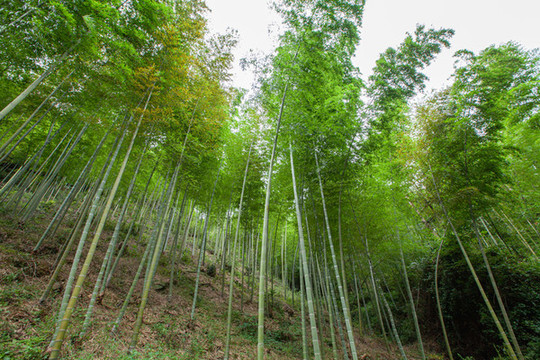 竹林