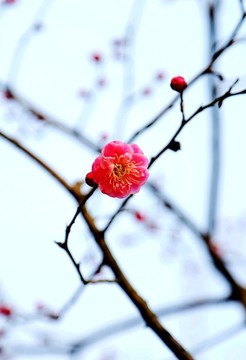 冬季梅花