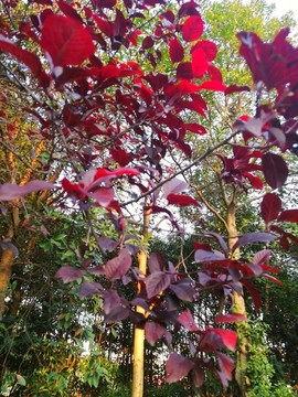 紅葉