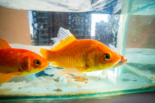金魚