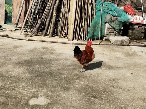 農(nóng)家散養(yǎng)雞