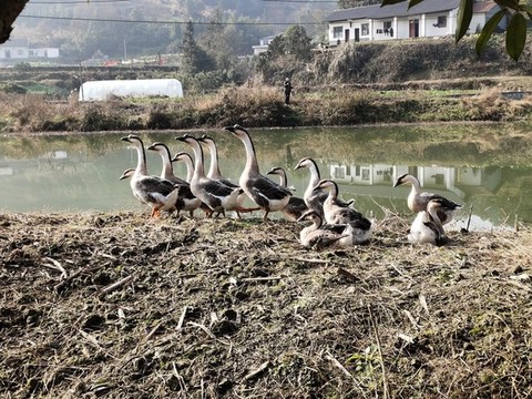 農(nóng)家鵝