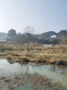 枯樹與湖泊