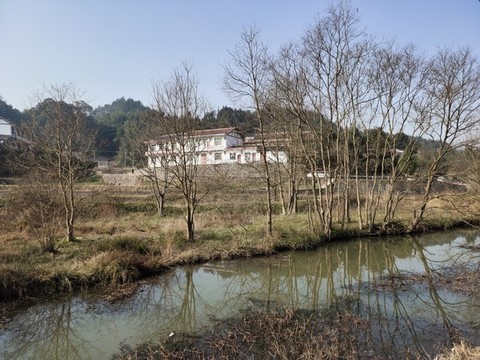 枯樹
