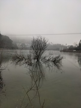 水庫中間的樹