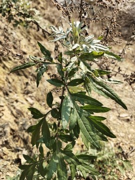 艾草