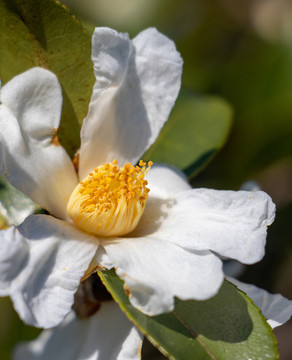 茶樹茶花
