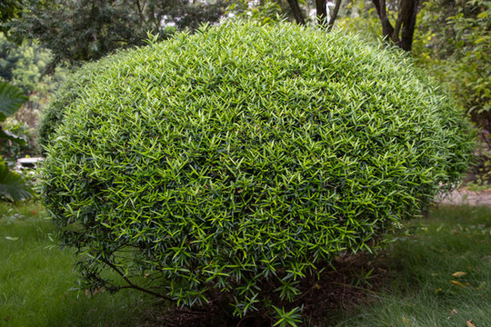 綠色植物