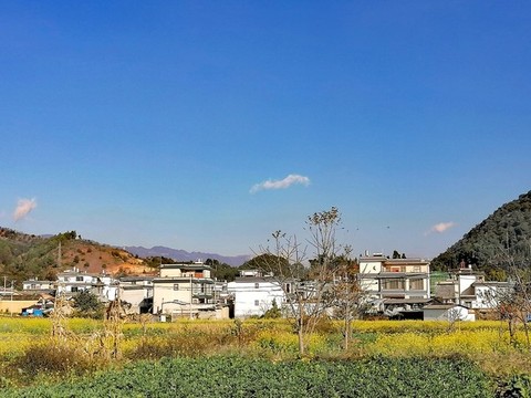 田野油花