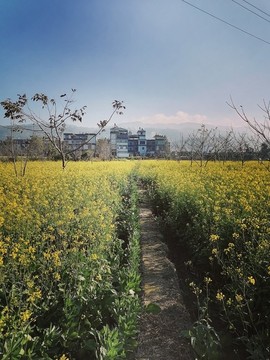 油菜花田野