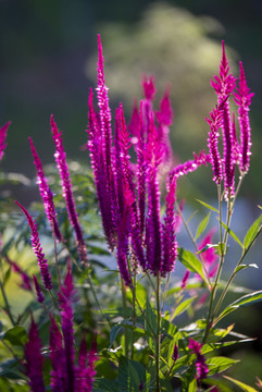 花草
