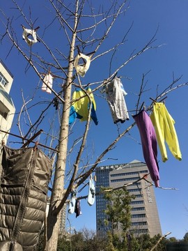 樹(shù)上曬衣服