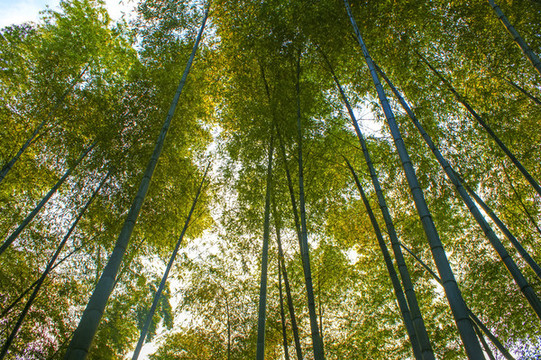 竹林