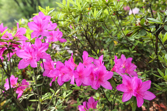 杜鵑花