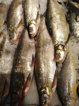 刁子魚