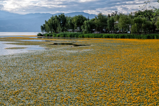 邛海濕地