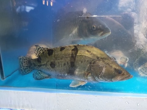 水中的桂花魚