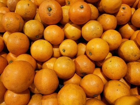麻陽冰糖橙