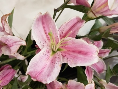 百合花