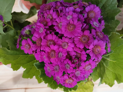 瓜葉菊
