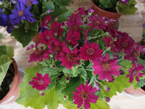 瓜葉菊