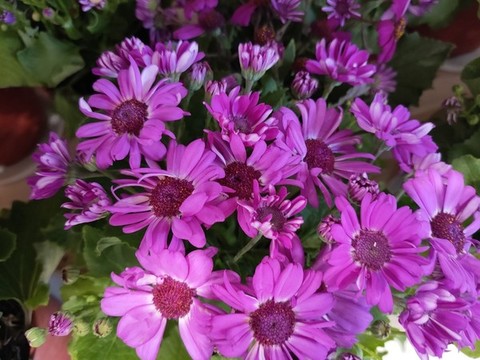 瓜葉菊
