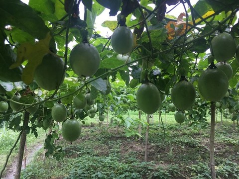 百香果