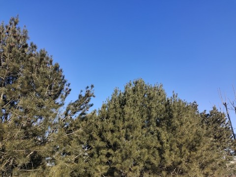 松樹藍天