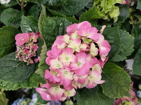 繡球花