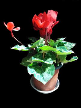 瓜葉菊