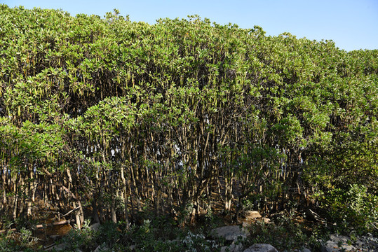 海岸紅樹(shù)林