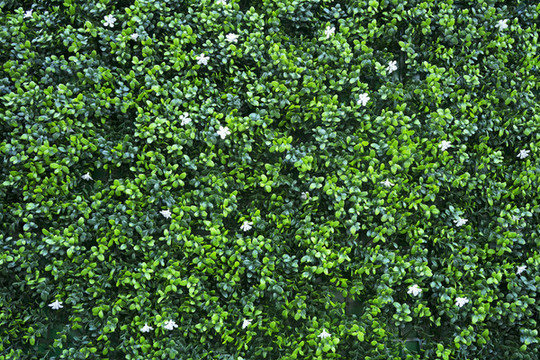 綠植墻