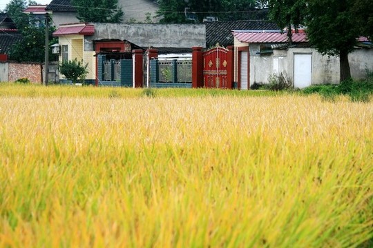 新農(nóng)家
