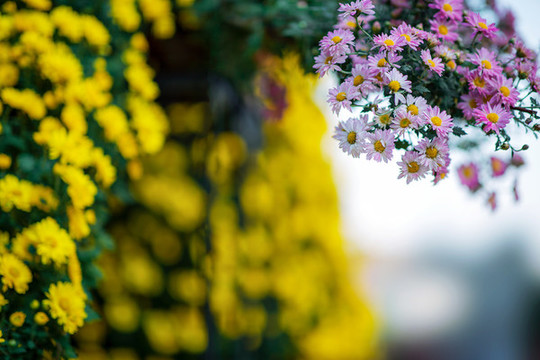 菊蕊獨(dú)盈枝