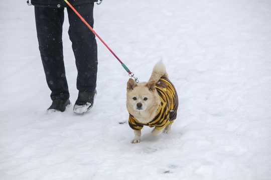 狗狗