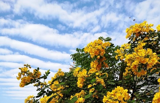 黃花槐