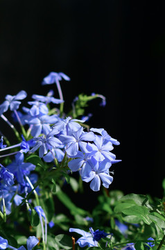 藍(lán)雪花