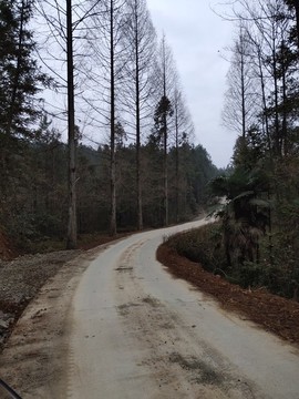 公路與綠植