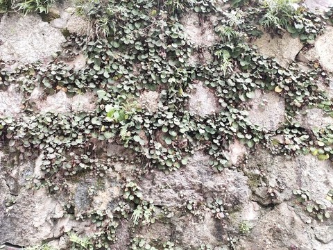 虎耳草特寫