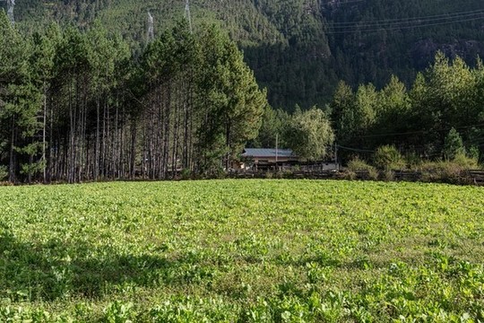 波密田園風(fēng)光
