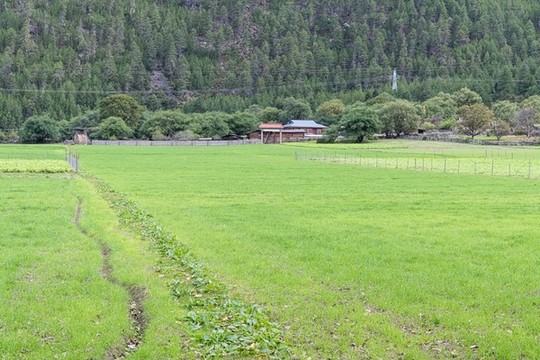 波密田園風光