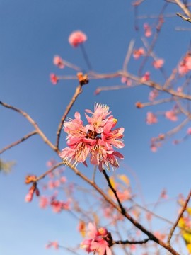 櫻花