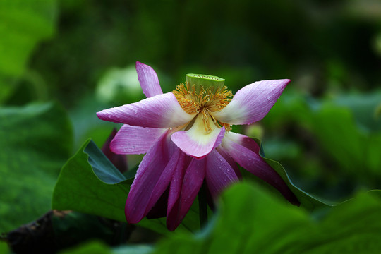 荷花