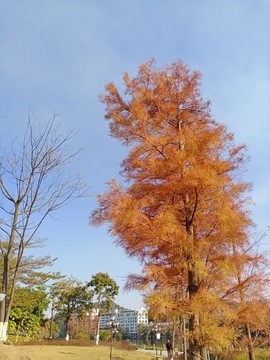 水杉